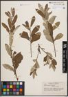 Foto von Salix coulteri Andersson